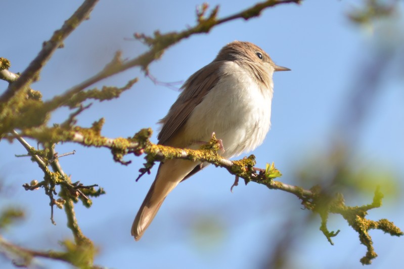 Nightingale