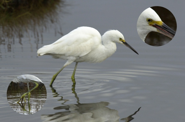 Snowy Egret