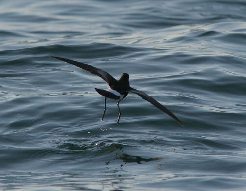Wilson's Petrel