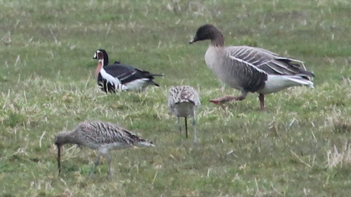 Red-breasted Goose