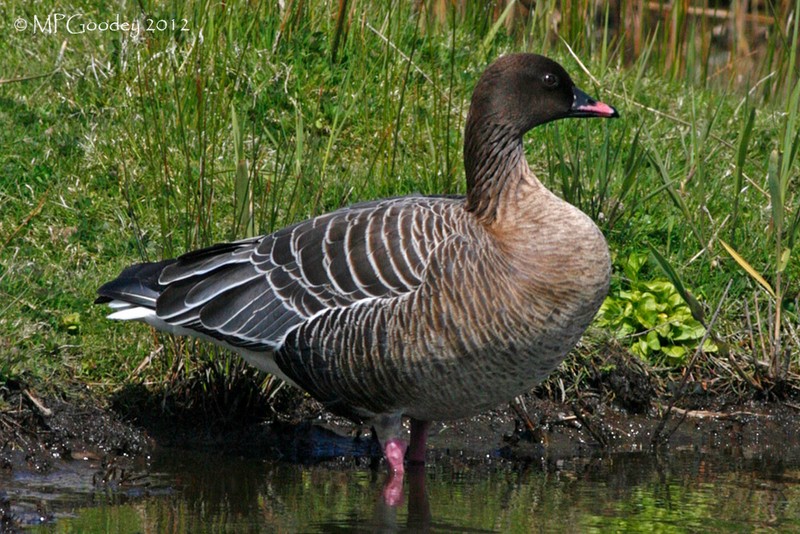 Pink-footed Goose