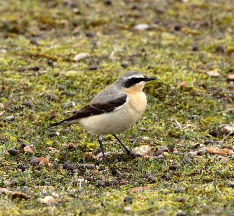 Wheatear