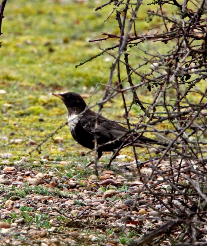 Ring Ouzel