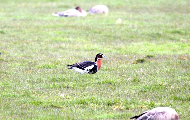 Red-breasted Goose