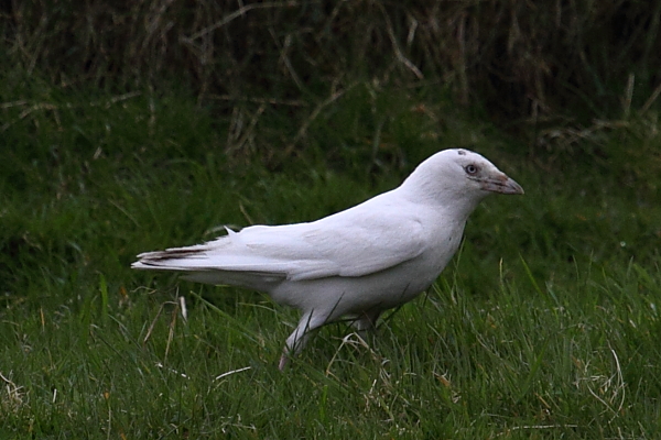 Jackdaw