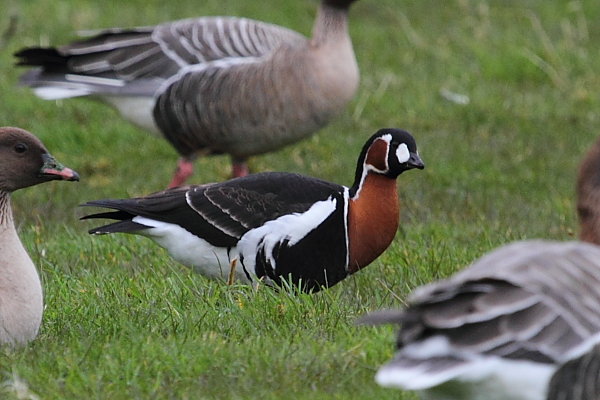 Red-breasted Goose