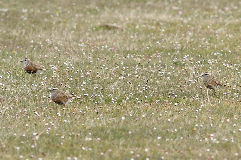 Dotterel