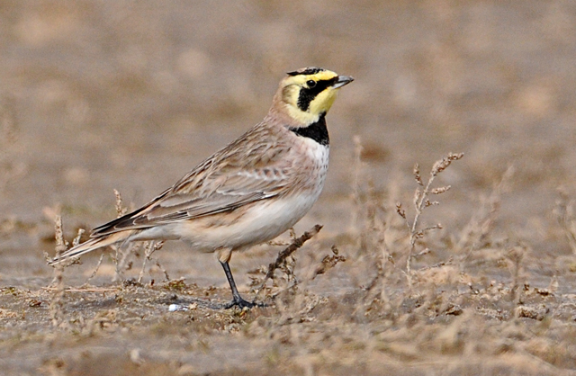 Shorelark
