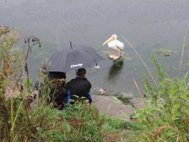 White Pelican