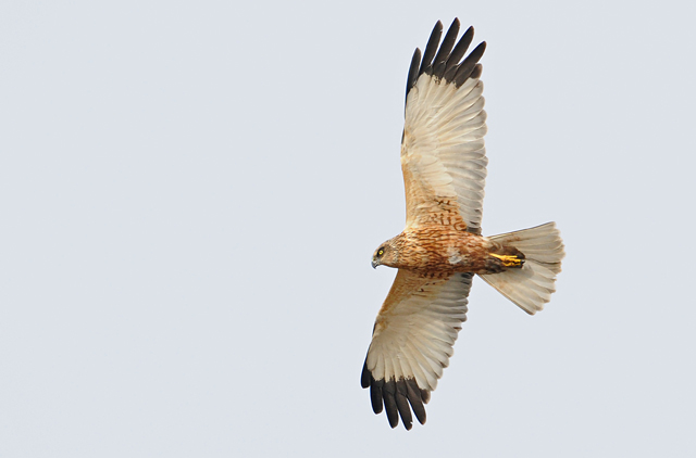 Marsh Harrier