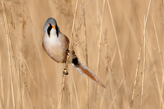Bearded Tit