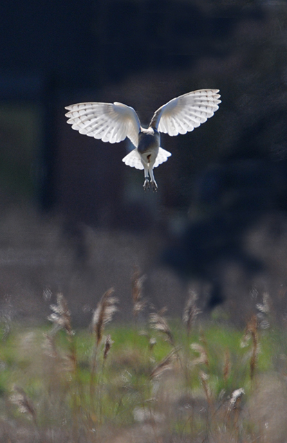 Barn Owl