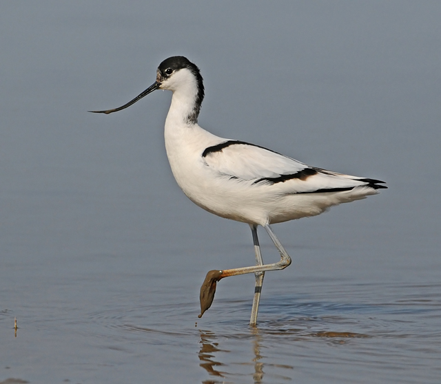 Avocet