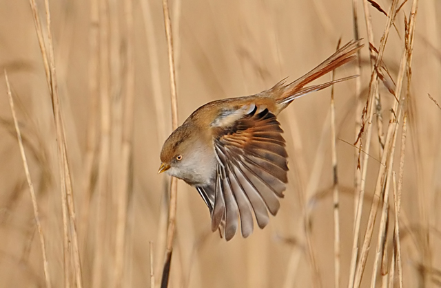 Bearded Tit
