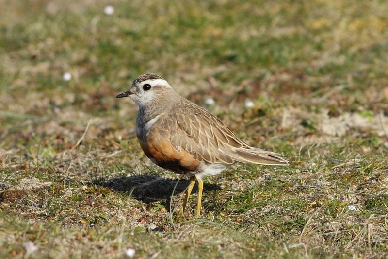 Dotterel