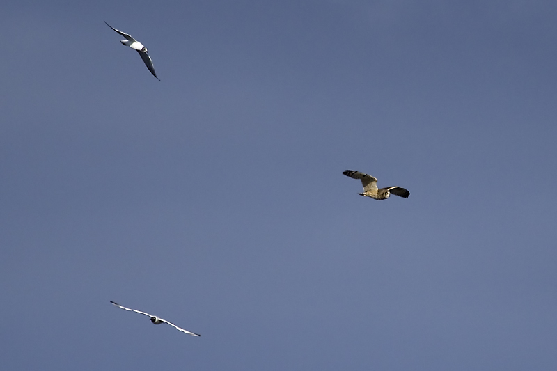 Short-eared Owl