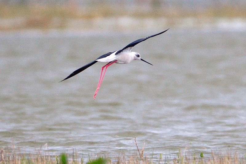 Black-winged Stilt
