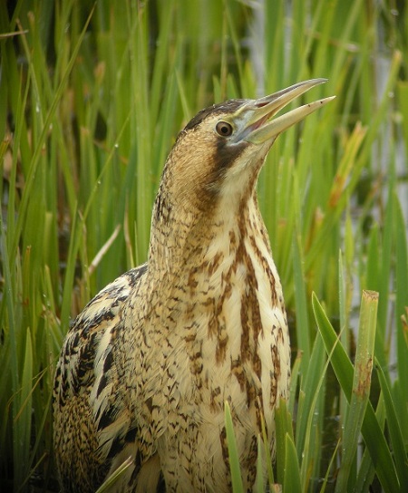 Bittern
