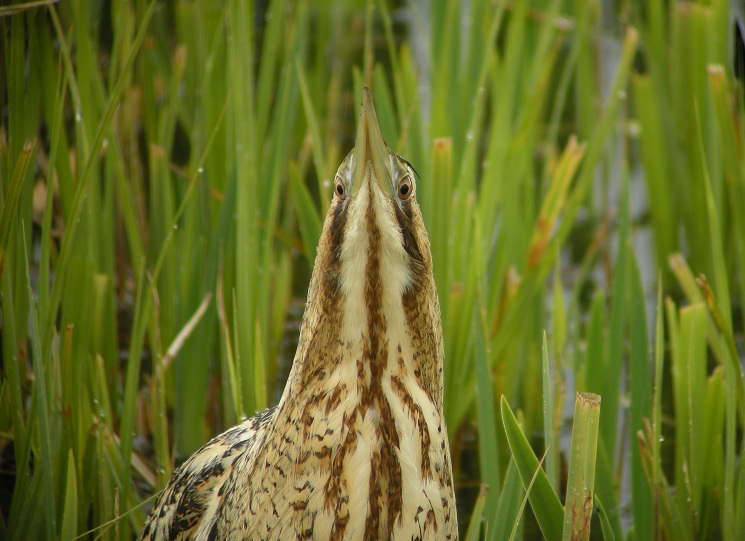 Bittern