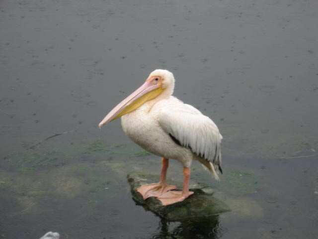 White Pelican