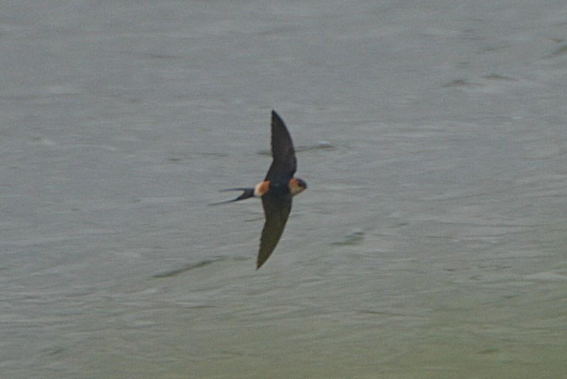 Red-rumped Swallow