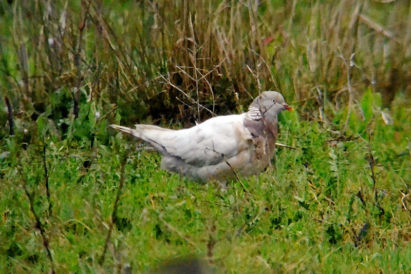 Woodpigeon