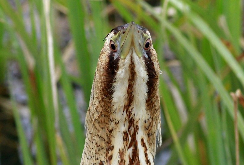 Bittern