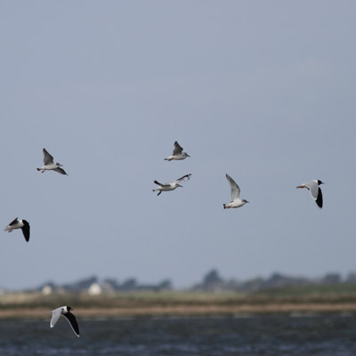 Little Gull
