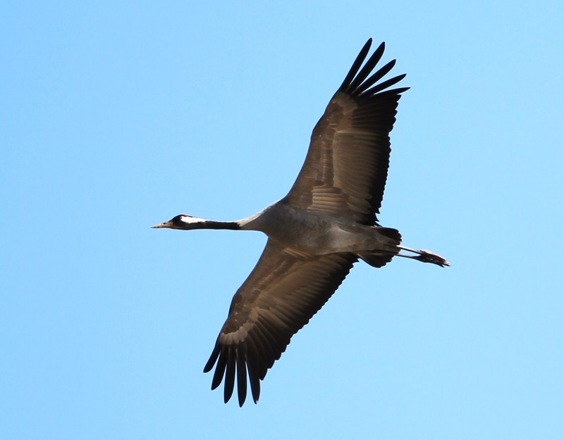 Common Crane