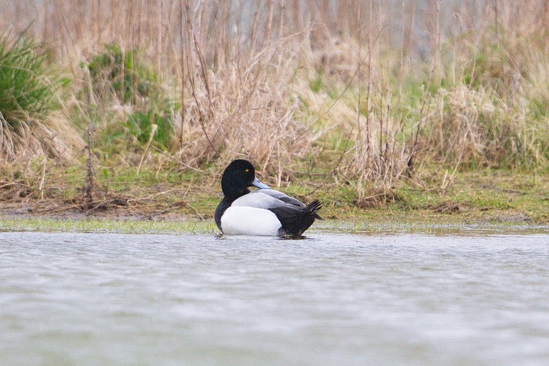Scaup