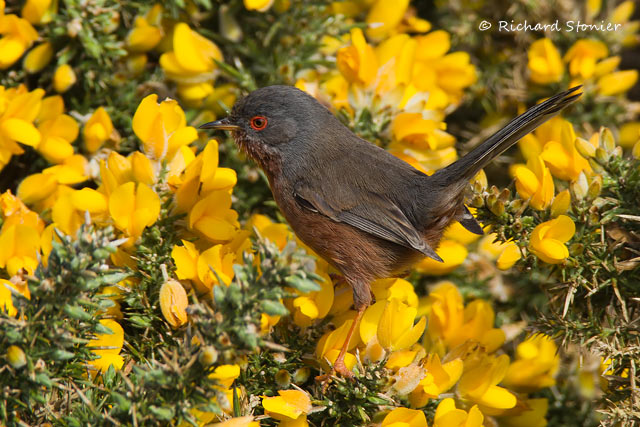 Dartford Warbler