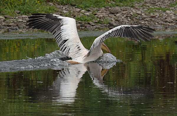White Pelican