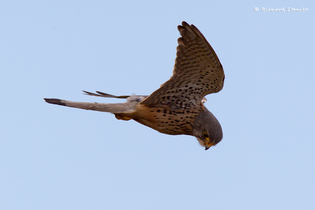 Kestrel