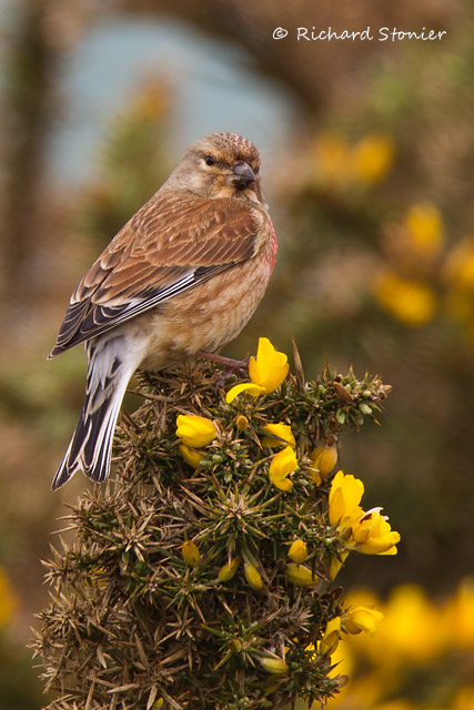 Linnet