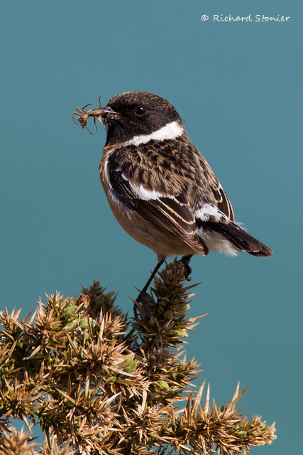 Stonechat