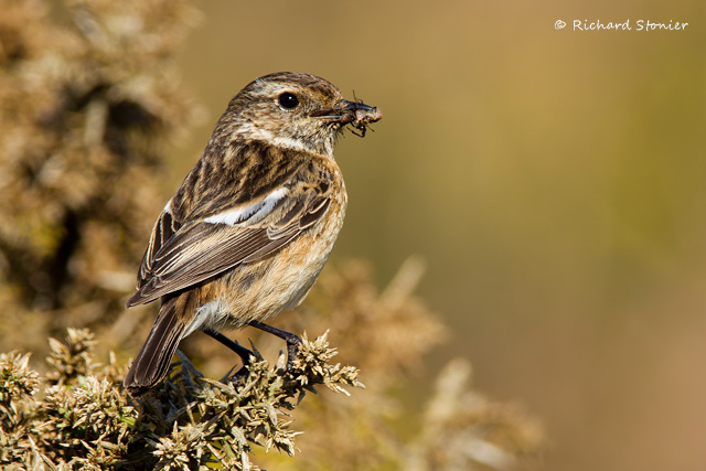 Stonechat