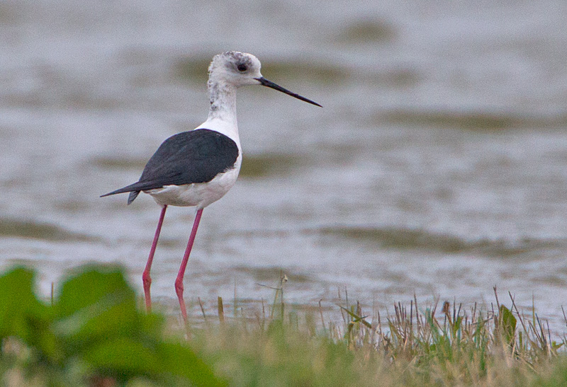 Black-winged Stilt