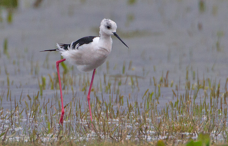 Black-winged Stilt