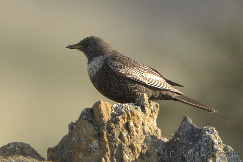 Ring Ouzel