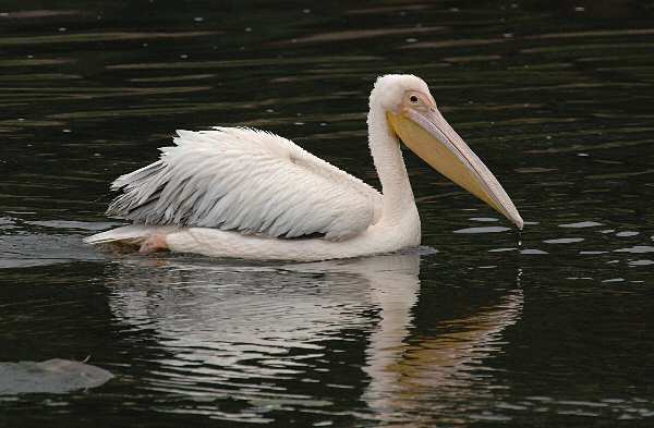 White Pelican