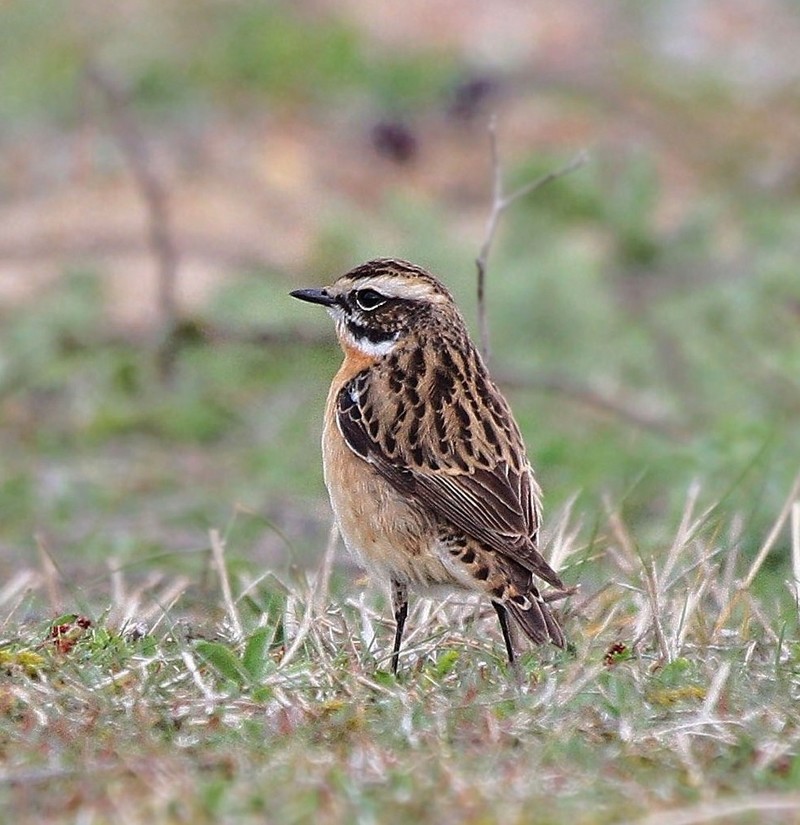 Whinchat