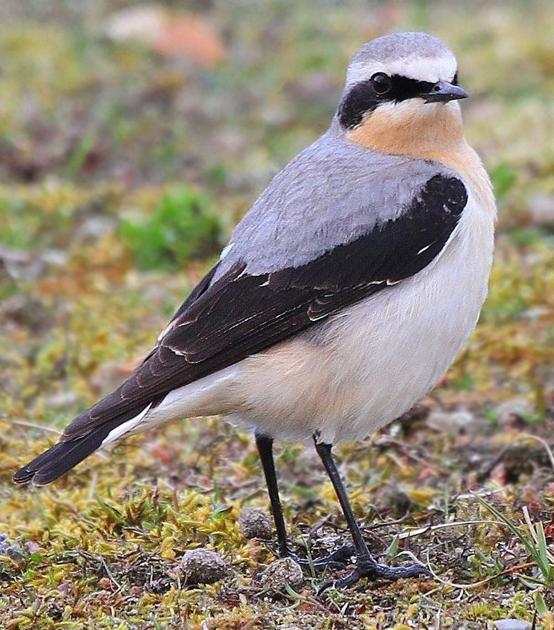 Wheatear