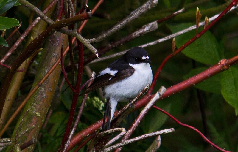 Pied Flycatcher