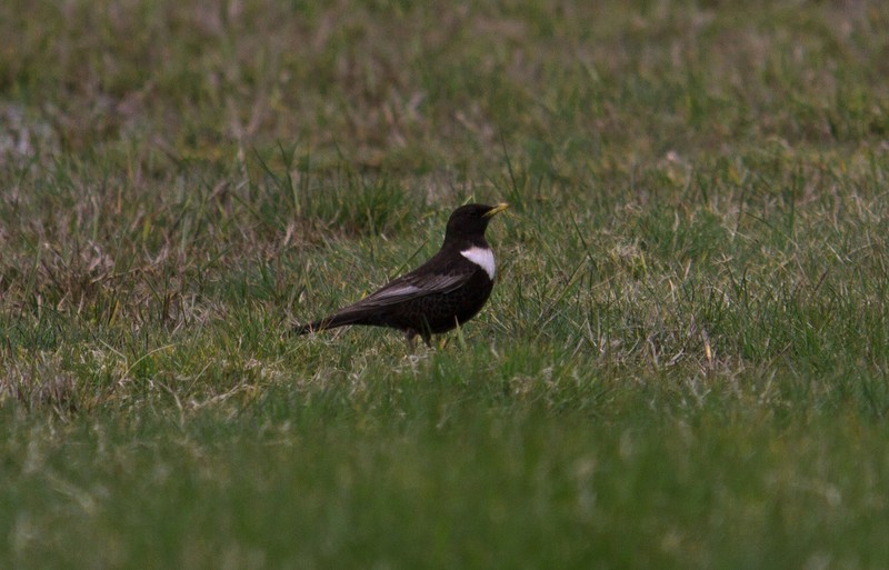 Ring Ouzel