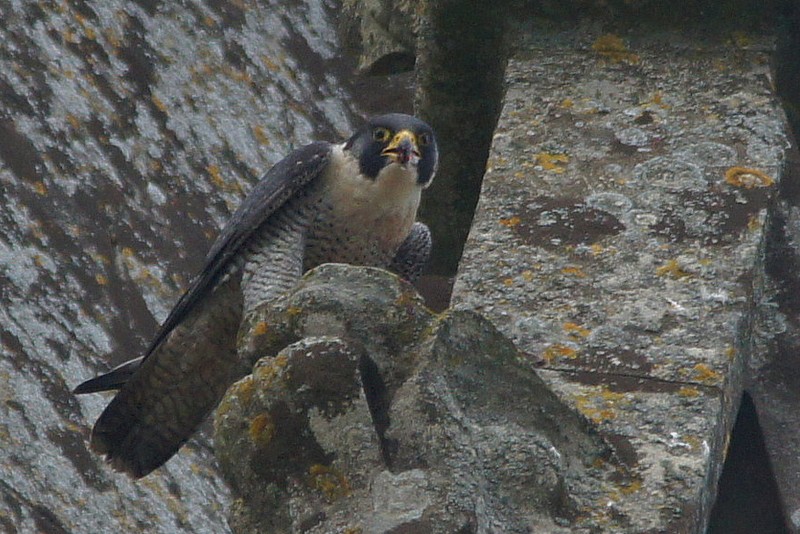 Peregrine
