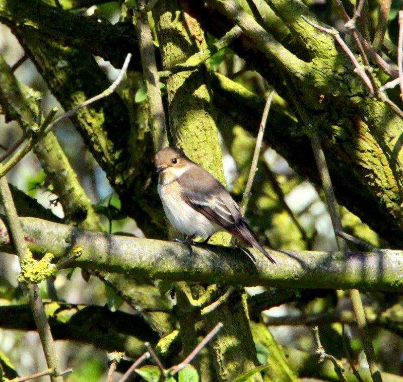 Pied Flycatcher