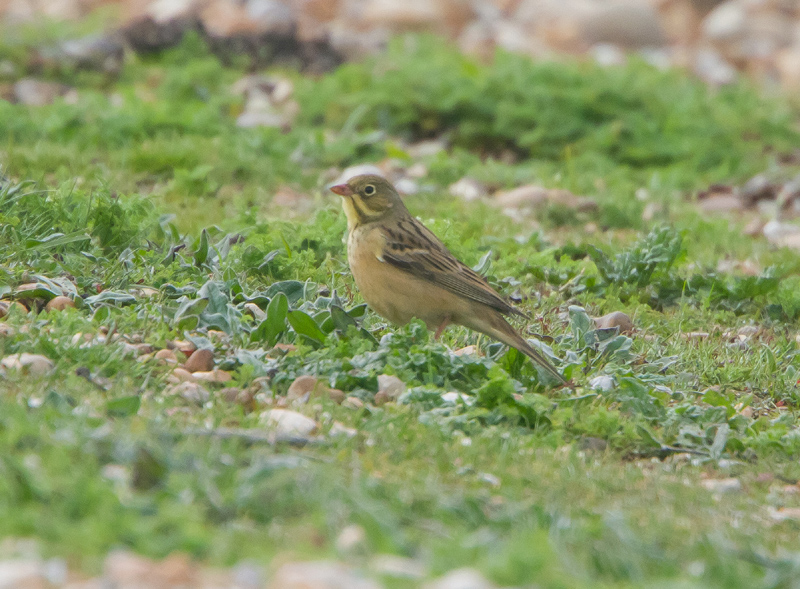 Ortolan Bunting