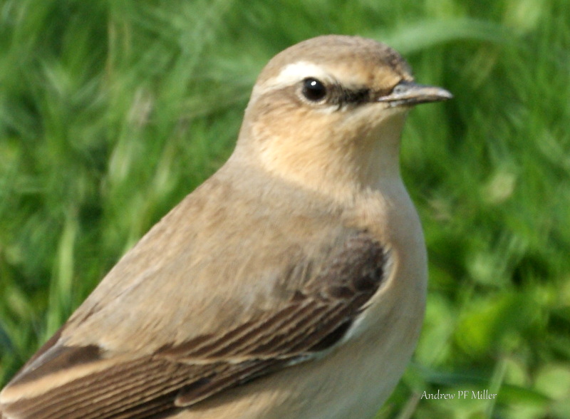 Wheatear