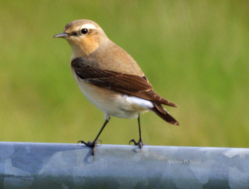 Wheatear