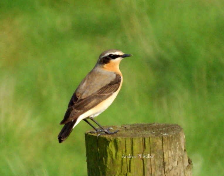 Wheatear